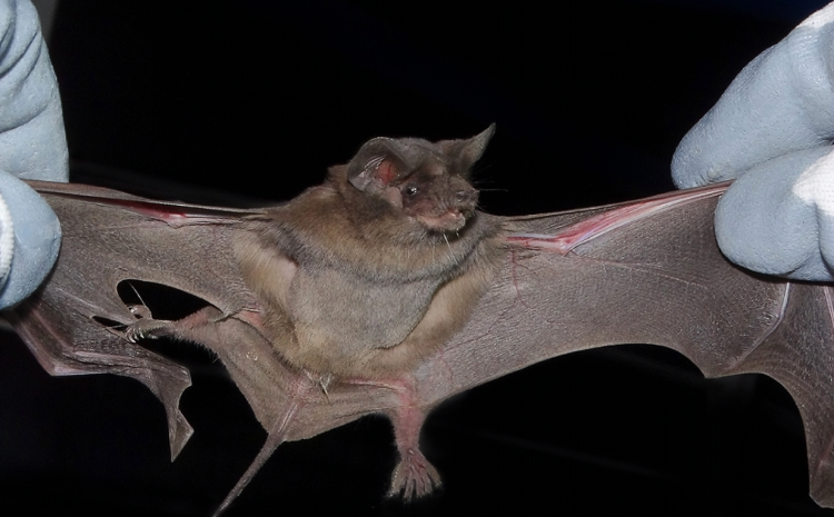  Reportan hallazgo de murciélago en una casa en La Serena: critican demora de Seremi de Salud