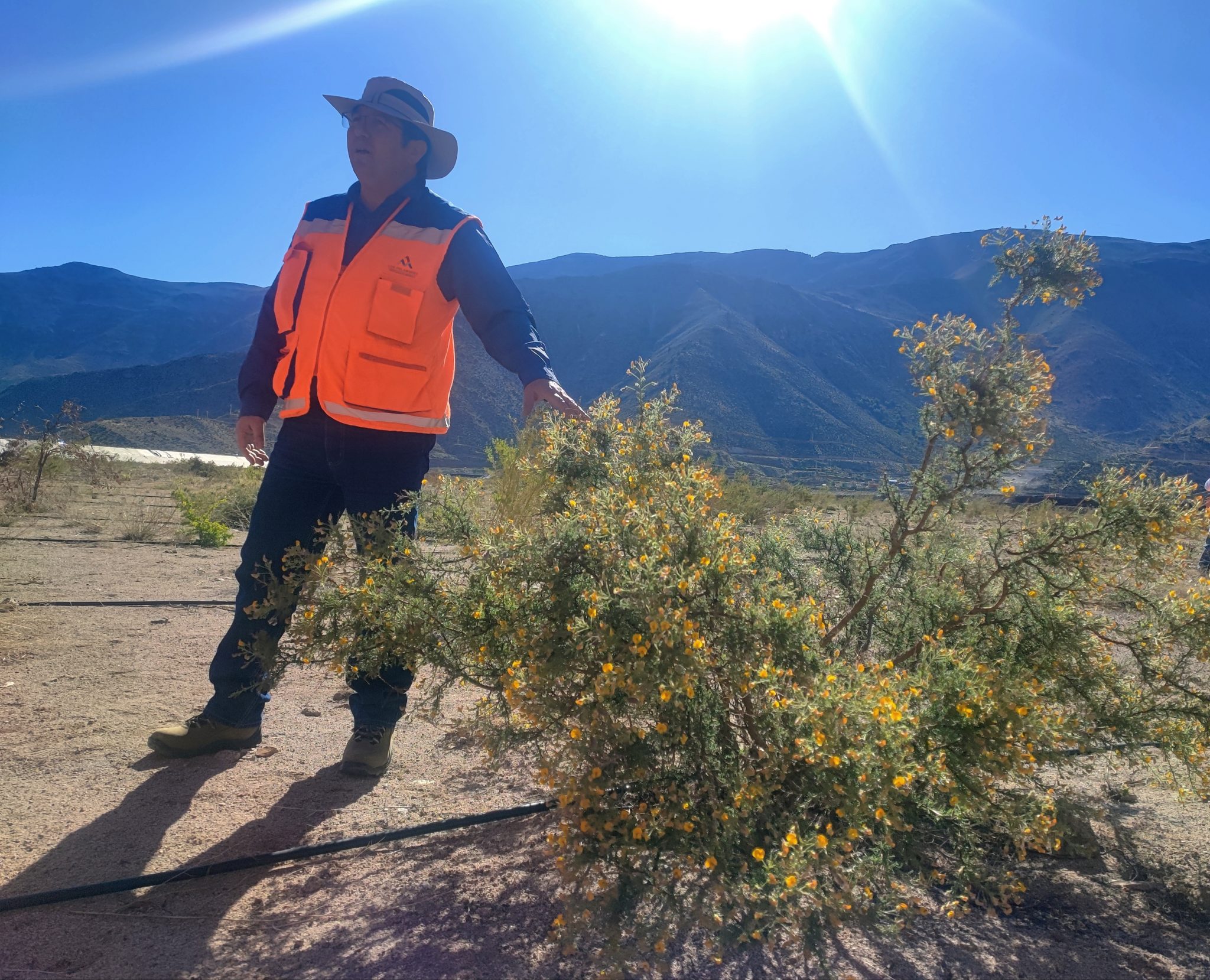 ¿Qué es la Fitoestabilización? Programa en relave de MLP aún continúa